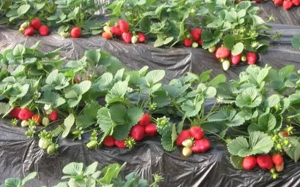 Агротехніка вирощування суниці садової на садовій ділянці відео посадки, догляду за суницею і (садової) Агротехніка вирощування суниці садової на садовій ділянці відео посадки, догляду за суницею і