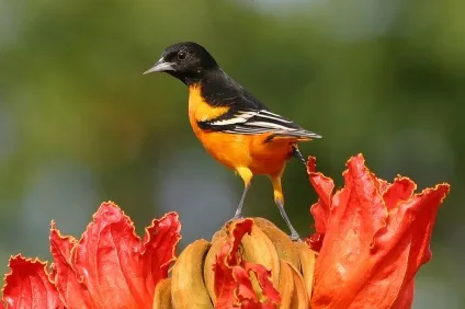 Африканське тюльпанове дерево (spathodea campanulata) (енциклопедія) Африканське тюльпанове дерево (spathodea campanulata)