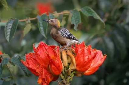 Африканське тюльпанове дерево (spathodea campanulata) (енциклопедія) Африканське тюльпанове дерево (spathodea campanulata)