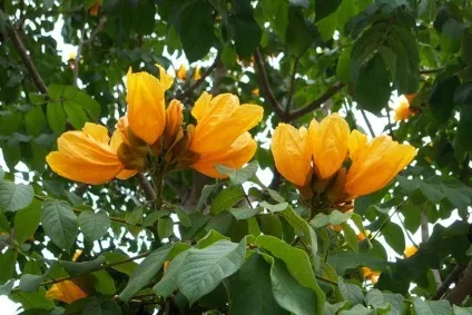 Африканське тюльпанове дерево (spathodea campanulata) (дерево) Африканське тюльпанове дерево (spathodea campanulata)
