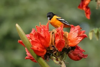 Африканське тюльпанове дерево (spathodea campanulata) (африканське) Африканське тюльпанове дерево (spathodea campanulata)