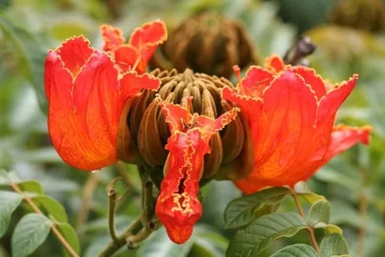 Африканське тюльпанове дерево (spathodea campanulata) (дерево) Африканське тюльпанове дерево (spathodea campanulata)