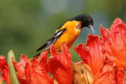 Африканське тюльпанове дерево (spathodea campanulata) (spathodea campanulata. Енциклопедія. Матеріал для реферату) Африканське тюльпанове дерево (spathodea campanulata)