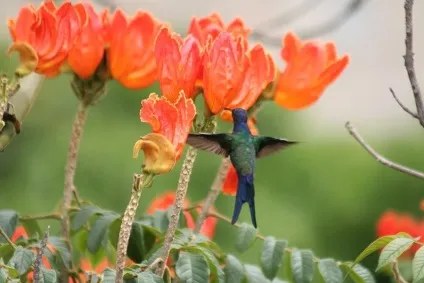 Африканське тюльпанове дерево (spathodea campanulata) (тюльпанове дерево) Африканське тюльпанове дерево (spathodea campanulata)