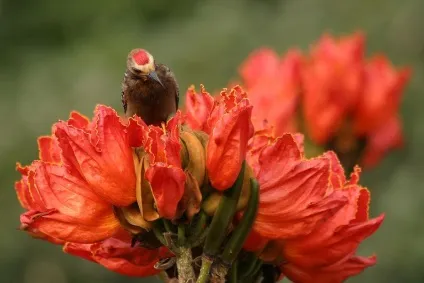 Африканське тюльпанове дерево (spathodea campanulata) (campanulata) Африканське тюльпанове дерево (spathodea campanulata)