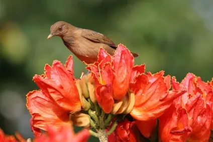 Африканське тюльпанове дерево (spathodea campanulata) (африканське) Африканське тюльпанове дерево (spathodea campanulata)