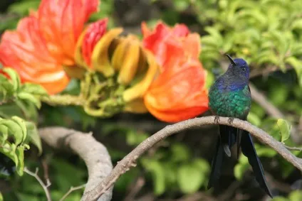 Африканське тюльпанове дерево (spathodea campanulata) (енциклопедія) Африканське тюльпанове дерево (spathodea campanulata)