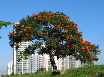 Африканське тюльпанове дерево (spathodea campanulata) (африканське) Африканське тюльпанове дерево (spathodea campanulata)