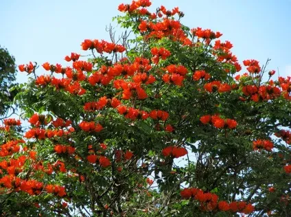 Африканське тюльпанове дерево (spathodea campanulata) (campanulata) Африканське тюльпанове дерево (spathodea campanulata)