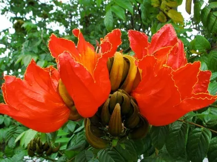Африканське тюльпанове дерево (spathodea campanulata) (африканське) Африканське тюльпанове дерево (spathodea campanulata)