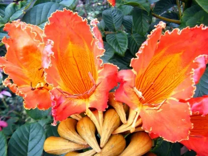 Африканське тюльпанове дерево (spathodea campanulata) (campanulata) Африканське тюльпанове дерево (spathodea campanulata)