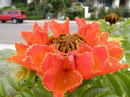 Африканське тюльпанове дерево (spathodea campanulata) (африканське) Африканське тюльпанове дерево (spathodea campanulata)