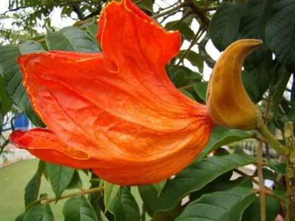 Африканське тюльпанове дерево (spathodea campanulata) (campanulata) Африканське тюльпанове дерево (spathodea campanulata)