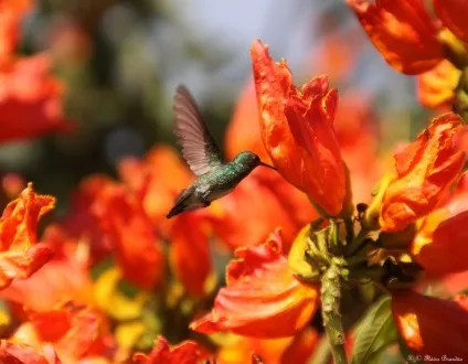 Африканське тюльпанове дерево (spathodea campanulata) (spathodea campanulata. Енциклопедія. Матеріал для реферату) Африканське тюльпанове дерево (spathodea campanulata)