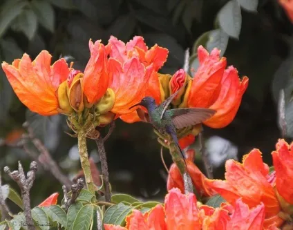 Африканське тюльпанове дерево (spathodea campanulata) (spathodea) Африканське тюльпанове дерево (spathodea campanulata)