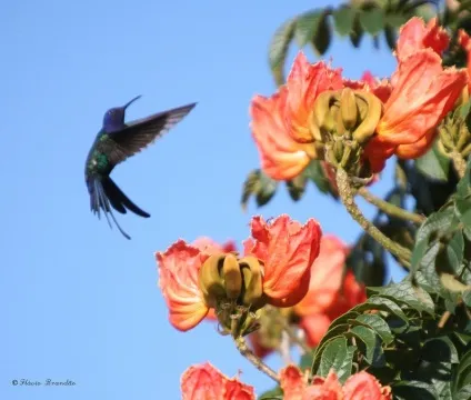 Африканське тюльпанове дерево (spathodea campanulata) (енциклопедія) Африканське тюльпанове дерево (spathodea campanulata)