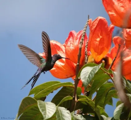 Африканське тюльпанове дерево (spathodea campanulata) (енциклопедія) Африканське тюльпанове дерево (spathodea campanulata)
