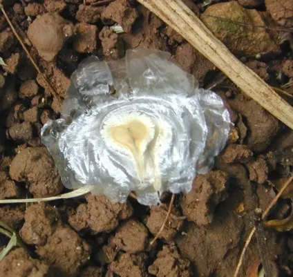 Африканське тюльпанове дерево (spathodea campanulata) (енциклопедія) Африканське тюльпанове дерево (spathodea campanulata)
