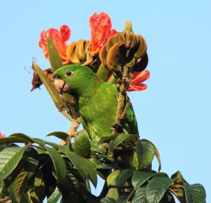Африканське тюльпанове дерево (spathodea campanulata) (тюльпанове дерево) Африканське тюльпанове дерево (spathodea campanulata)
