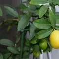 Ананас в домашніх умовах догляд і вирощування, фото і відео (ананас) Ананас в домашніх умовах догляд і вирощування, фото і відео