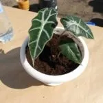 Алоказия догляд в домашніх умовах, розмноження, що робити якщо жовтіє листя (домашніх) Алоказия догляд в домашніх умовах, розмноження, що робити якщо жовтіє листя