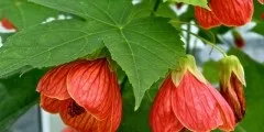 анемони фото