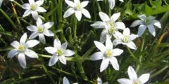 анемони фото