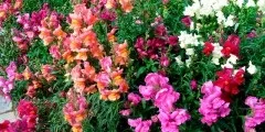 анемони фото