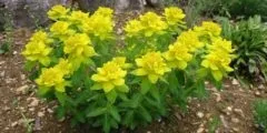 анемони фото