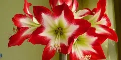 анемони фото
