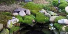 анемони фото