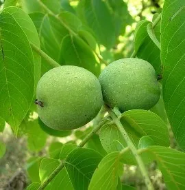 Алкогольний цироз печінки симптоми і лікування (лікування) Алкогольний цироз печінки симптоми і лікування