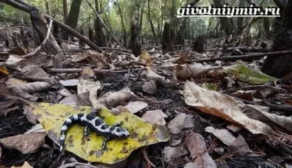 Амбістома земноводне (амбістома земноводне. Спосіб життя і середовище існування амбістоми) амбістома земноводне