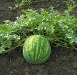 кавун звичайний