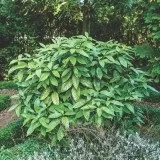 Аукуба фото (квітка), види і сорти, розмір і термін життя, розміщення в квартирі (сорти) Аукуба фото (квітка), види і сорти, розмір і термін життя, розміщення в квартирі
