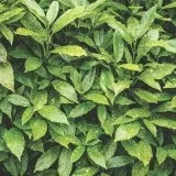 Аукуба фото (квітка), види і сорти, розмір і термін життя, розміщення в квартирі (аукуба) Аукуба фото (квітка), види і сорти, розмір і термін життя, розміщення в квартирі