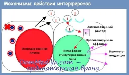 Антипроліферативну дію інтерферонів
