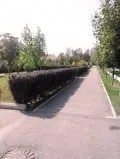 Барбарис посадка і догляд, розмноження (догляд) Барбарис посадка і догляд, розмноження