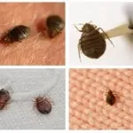 Білизняні клопи на фото - як позбутися в домашніх умовах (клопи) Білизняні клопи на фото - як позбутися в домашніх умовах
