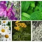 Білизняні клопи на фото - як позбутися в домашніх умовах (домашніх) Білизняні клопи на фото - як позбутися в домашніх умовах