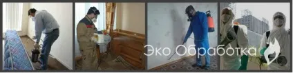 Білизняні клопи як позбутися, як вони виглядають (позбутися) Білизняні клопи як позбутися, як вони виглядають