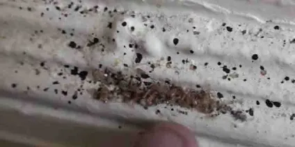Білизняні клопи як позбутися в домашніх умовах, фото клопів (умовах) Білизняні клопи як позбутися в домашніх умовах, фото клопів