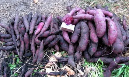 Батат - сорти та вирощування відео