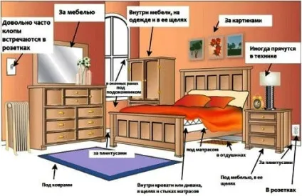 Білизняні клопи як позбутися, як вони виглядають (клопи) Білизняні клопи як позбутися, як вони виглядають
