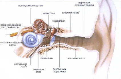 Барабанна перетинка де розташовується і що відокремлює (перетинка) Барабанна перетинка де розташовується і що відокремлює