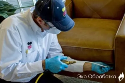 Білизняні клопи як позбутися, як вони виглядають (виглядають) Білизняні клопи як позбутися, як вони виглядають
