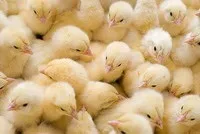 Бізнес план по вирощуванню курчат на продаж, на (вирощування курчат продаж) Бізнес план по вирощуванню курчат на продаж, на