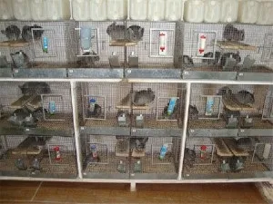 Бізнес на шиншил основи і правила (розведення шиншил бізнес план) Бізнес на шиншил основи і правила