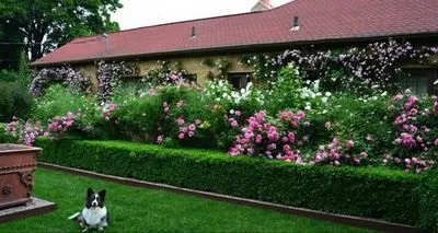 Швидкорослі дерева і чагарники для дачі, дерево в будівництві і ремонті (швидкорослі дерева чагарники) Швидкорослі дерева і чагарники для дачі, дерево в будівництві і ремонті