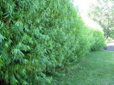 Швидкорослі дерева і чагарники для дачі, дерево в будівництві і ремонті (дерева) Швидкорослі дерева і чагарники для дачі, дерево в будівництві і ремонті